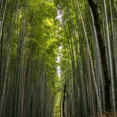 主宰不良人破解版下载